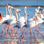 Havalar soğudu, flamingolar Bodrum bölgesine akın etti