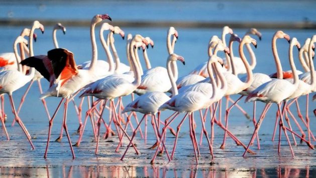 Havalar soğudu, flamingolar Bodrum bölgesine akın etti