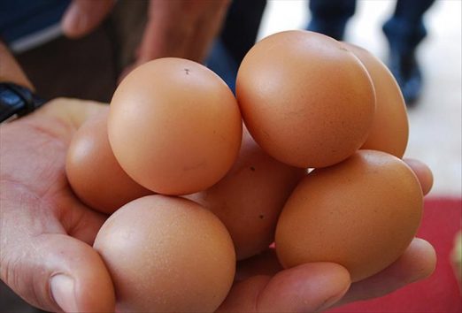 Yumurtanın fiyatı, tavuğu solladı: Kolisi 34 lira