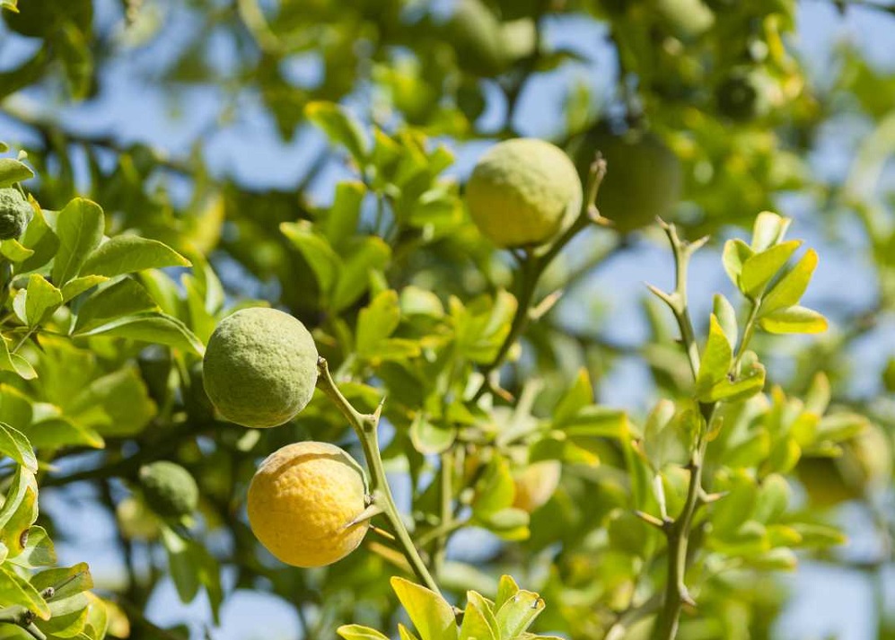 Bergamot