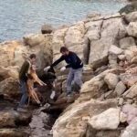 BODRUM BELEDİYESİ, CAN DOSTLARI İÇİN BAŞARILI KURTARMA OPERASYONUNA İMZA ATTI