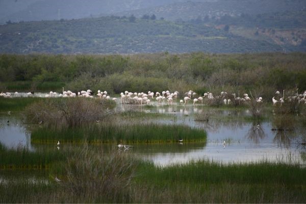 Selçuk, flamingoların büyüleyici görüntülerine şahit oluyor